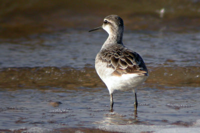 Wilson's Phalarope