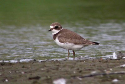 Semipalmated Plover