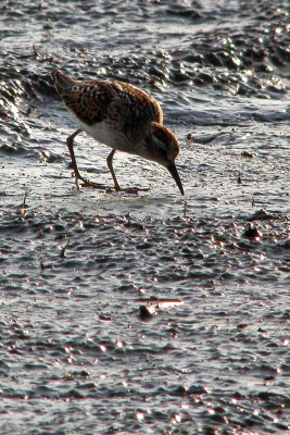 Least Sandpiper