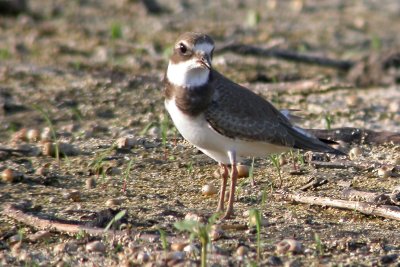 Semipalmated Plover