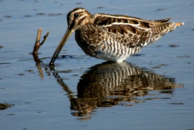 Common Snipe