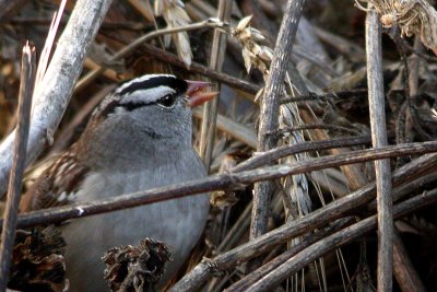 White-crowned Sparrow