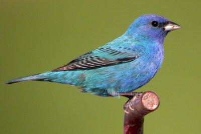 Indigo Bunting