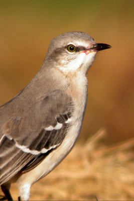 Northern Mockingbird