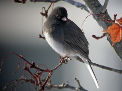 Dark-Eyed Junco