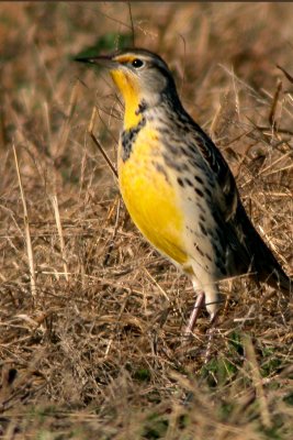 Eastern Meadowlark