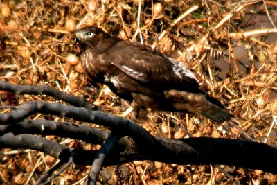 Northern Harrier
