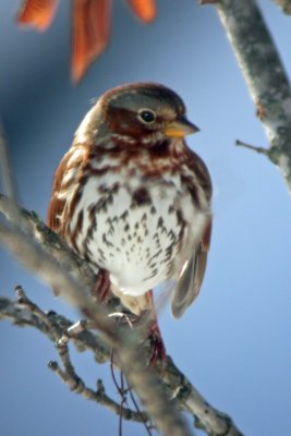 Fox Sparrow