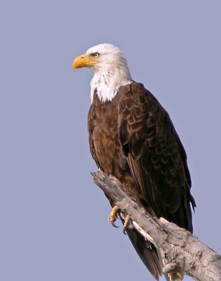 Bald Eagle