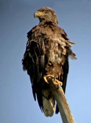 Bald Eagle (juvenile)