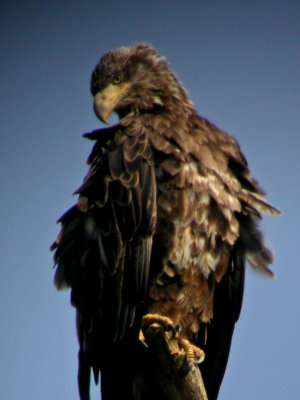 Bald Eagle (juvenile)