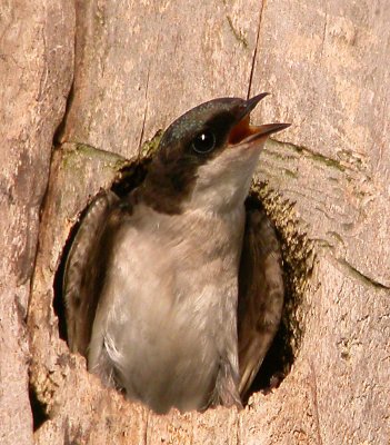 Tree Swallow