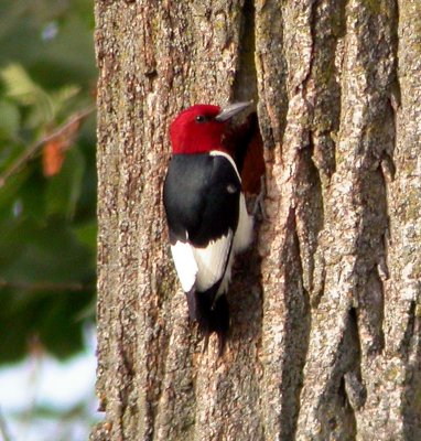 Red-headed Woodpecker