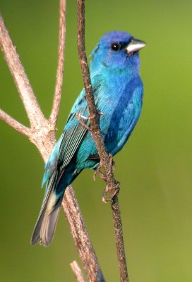 Indigo Bunting