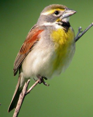 Dickcissel