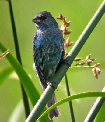 Indigo Bunting