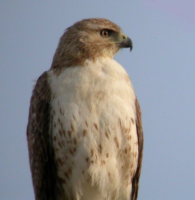 Red-tailed Hawk