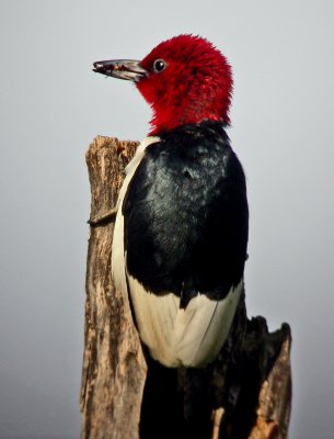 Red-headed Woodpecker