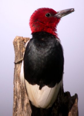 Red-headed Woodpecker