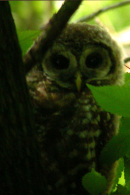 Barred Owl