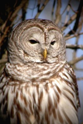 Barred Owl