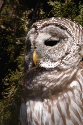 Barred Owl