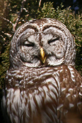 Barred Owl