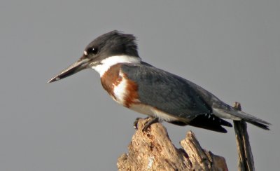 Belted Kingfisher