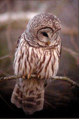 Barred Owl