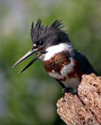 Belted Kingfisher