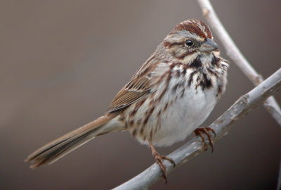 Song Sparrow