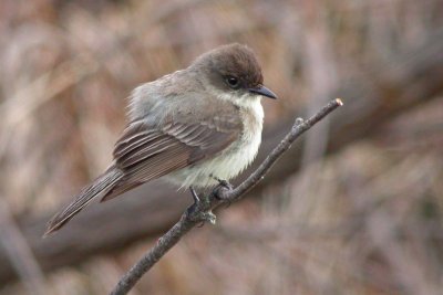 Eastern Phoebe