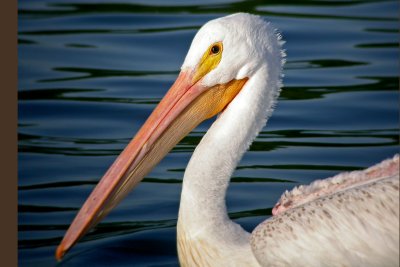 American White Pelican