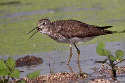 Solitary Sandpiper