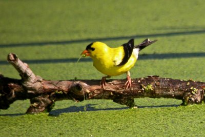 American Goldfinch