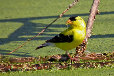 American Goldfinch