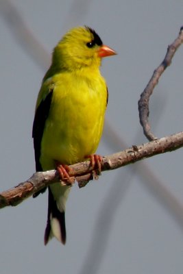 American Goldfinch