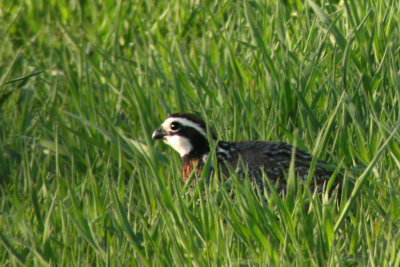 Northern Bobwhite