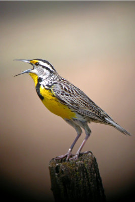 Eastern Meadowlark