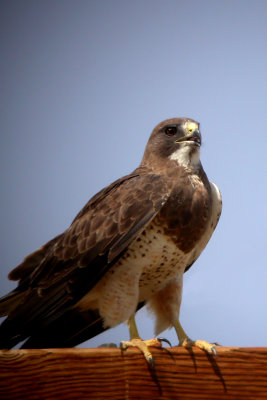 Swainson's Hawk