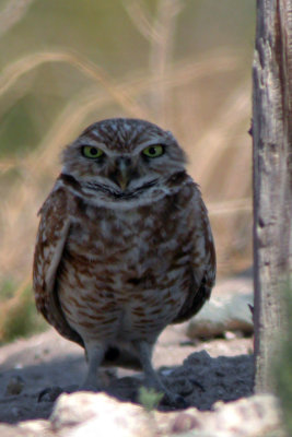 Burrowing Owl