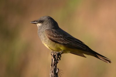 Cassin's Kingbird