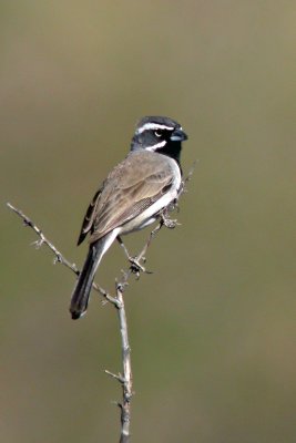 Black-Throated Sparrow