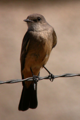 Say's Phoebe