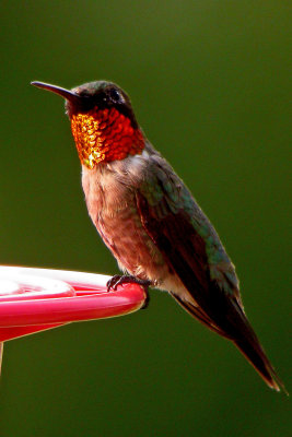 Ruby-Throated Hummingbird