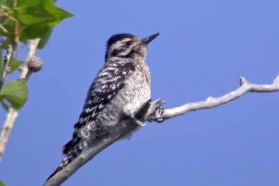 Ladder-backed Woodpecker