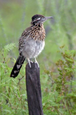 Greater Roadrunner