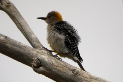 Golden-fronted Woodpecker