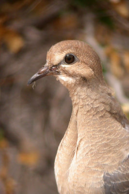 Mourning Dove