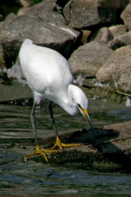 Snowy Egret